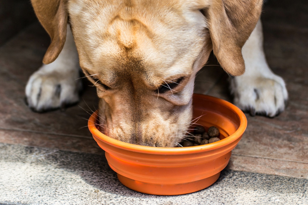 Kiedy podawać psu mokrą a kiedy suchą karmę?