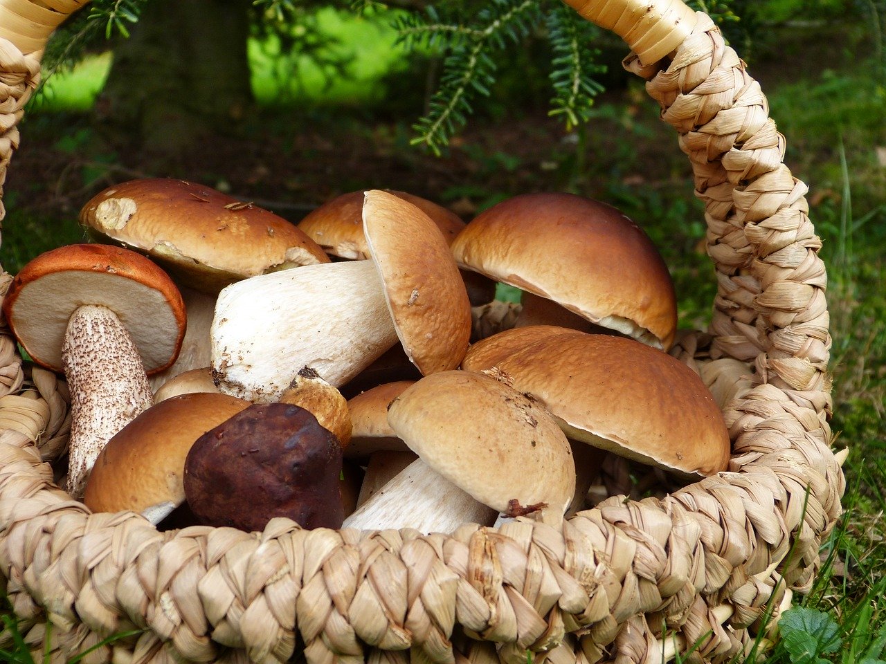 W jakich potrawach nie może zabraknąć grzybów – skąd brać je zimą?