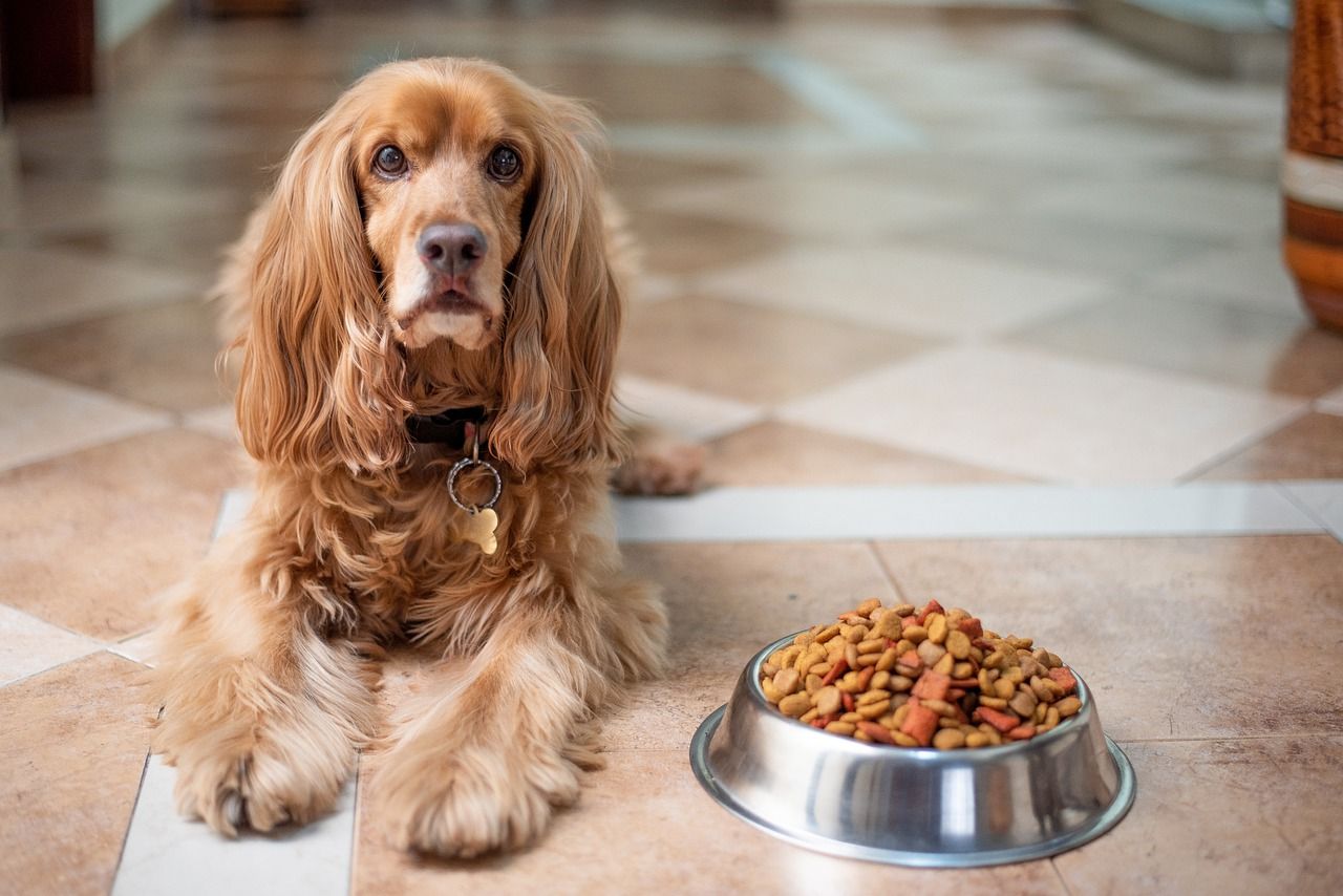 Karma dla psów z alergiami – na co zwrócić uwagę podczas zakupu?