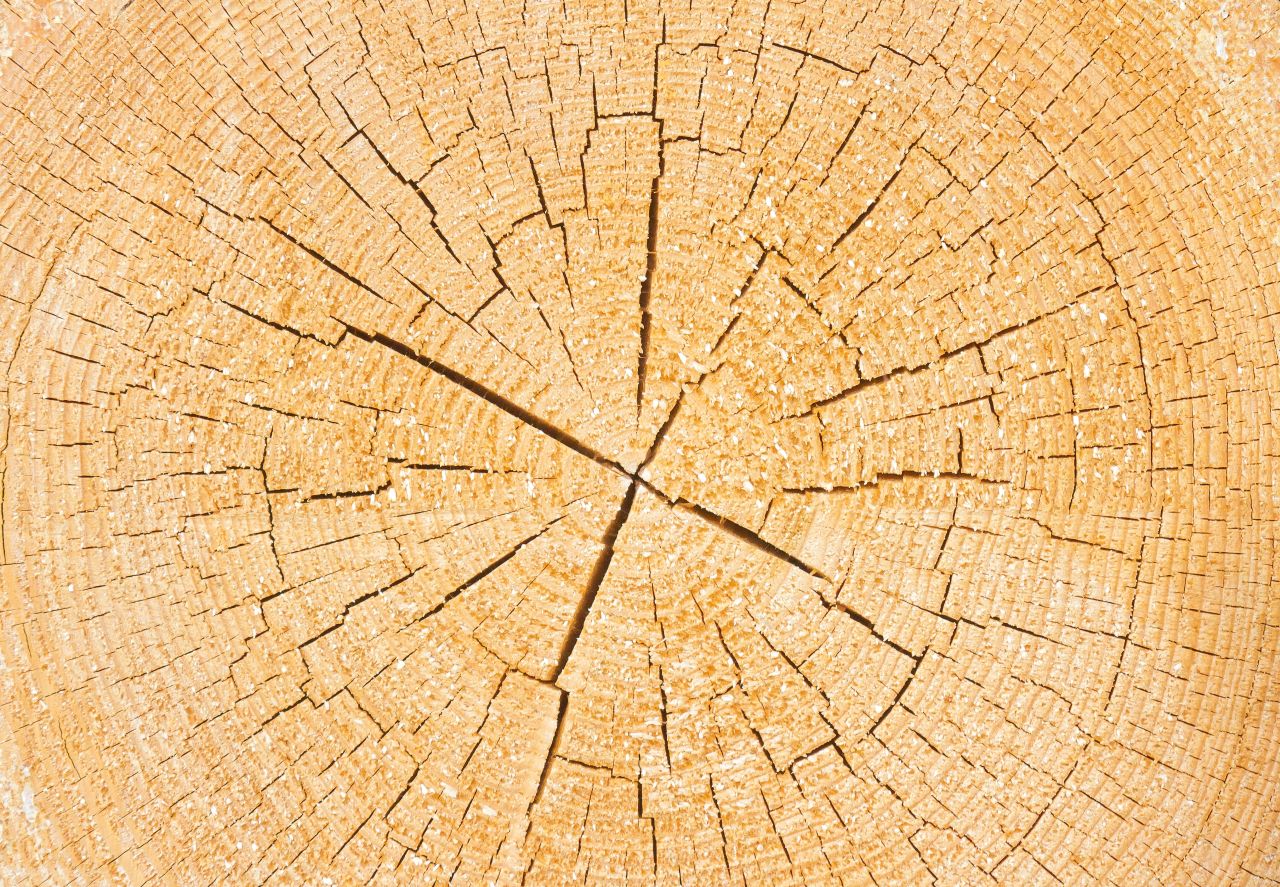 Drewno – Materiał idealny? Przekonaj się!